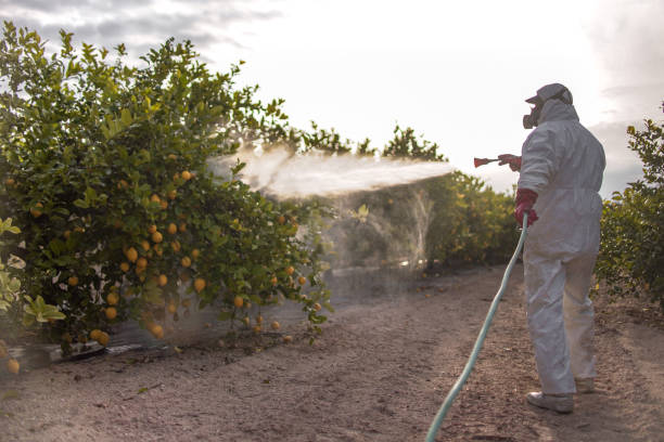 Best Local Pest Control Services  in Fearrington Village, NC