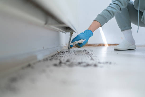 Pest Prevention Services in Fearrington Village, NC